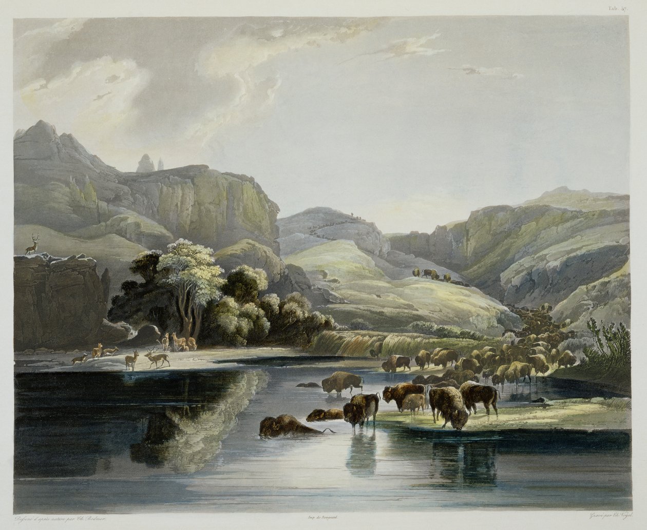 Troupeaux de bisons et d