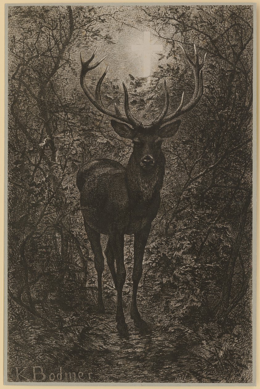 cerf d