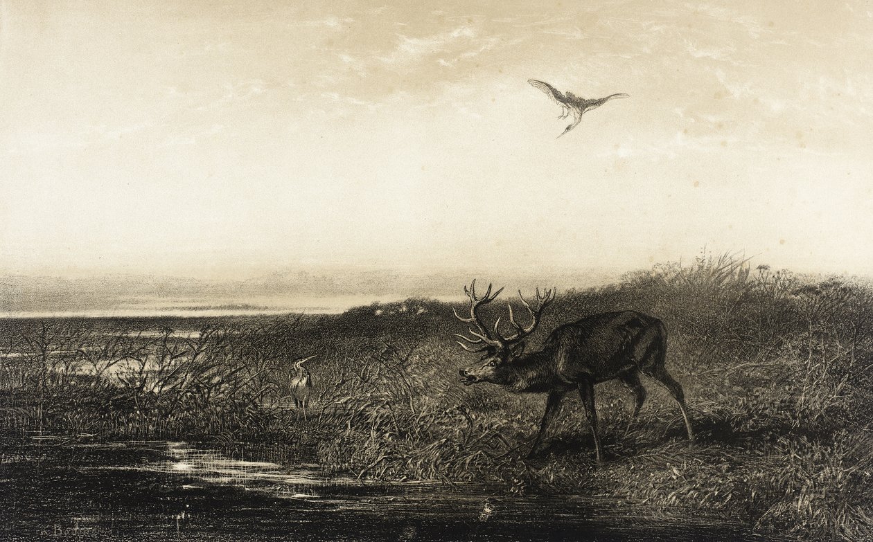 Le Soir : Cerf et Hérons - Karl Bodmer
