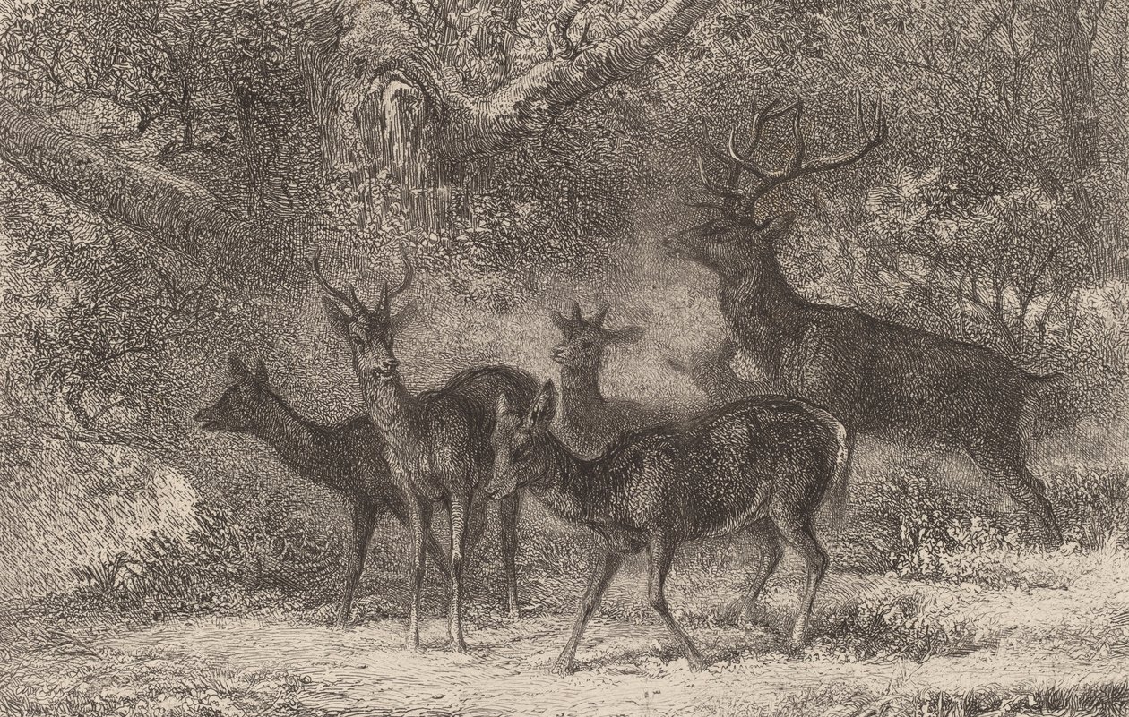 Le harde - Karl Bodmer