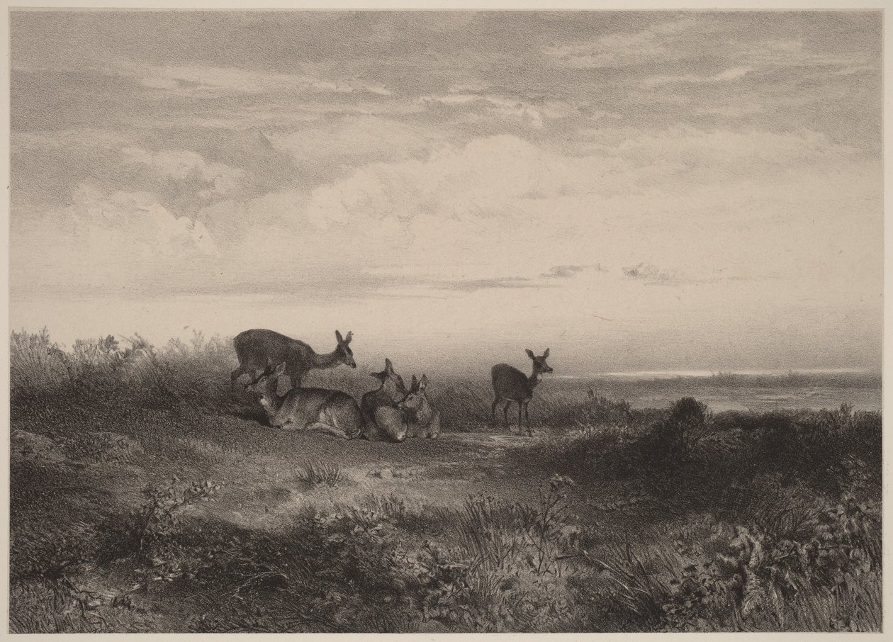 Les biches - Karl Bodmer