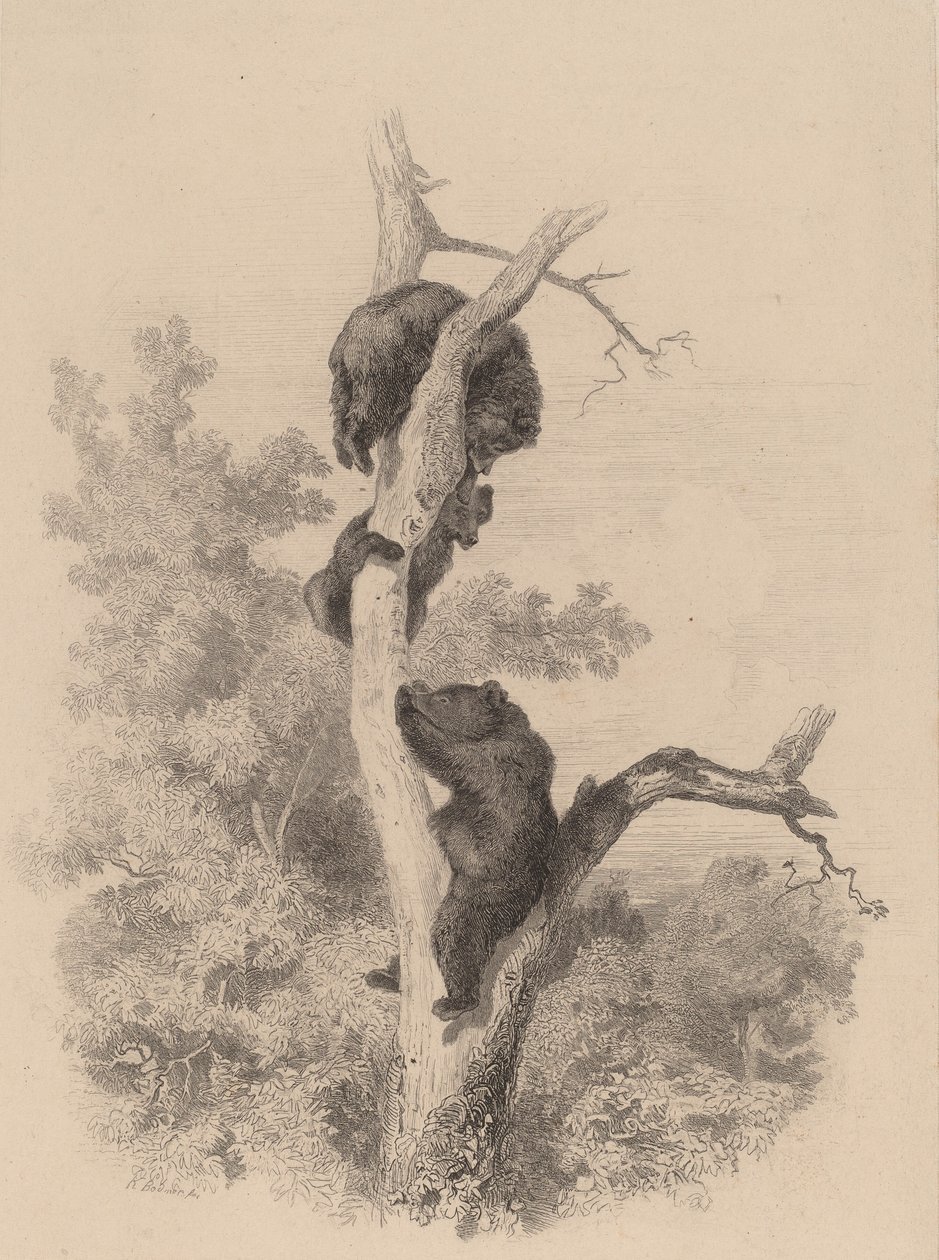 Les ours - Karl Bodmer