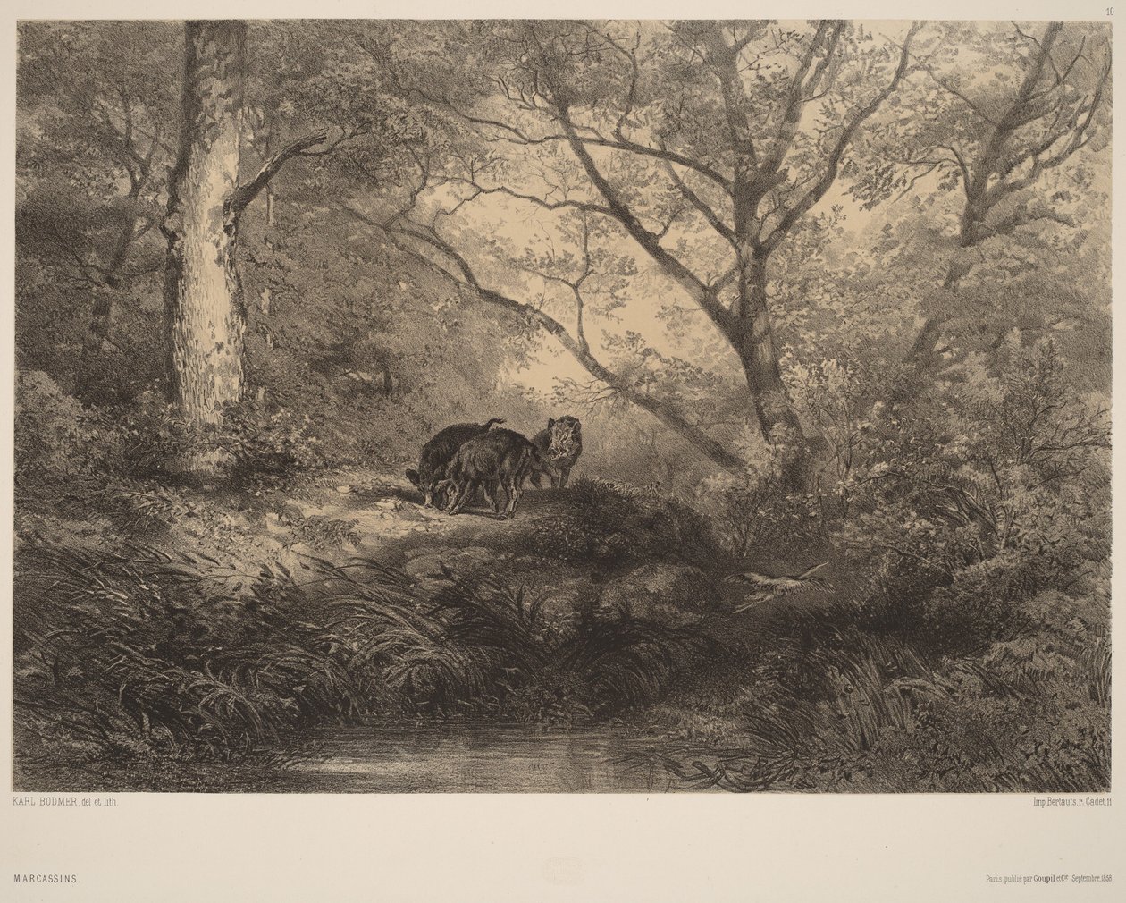 Marcassins - Karl Bodmer