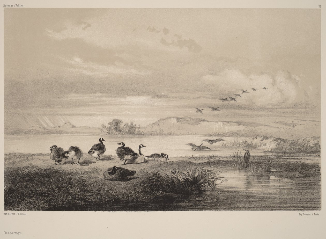 Oies sauvages - Karl Bodmer