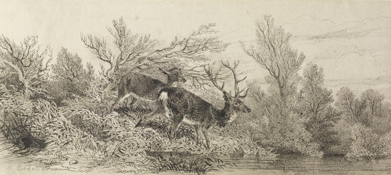Cerf dans les bois - Karl Bodmer