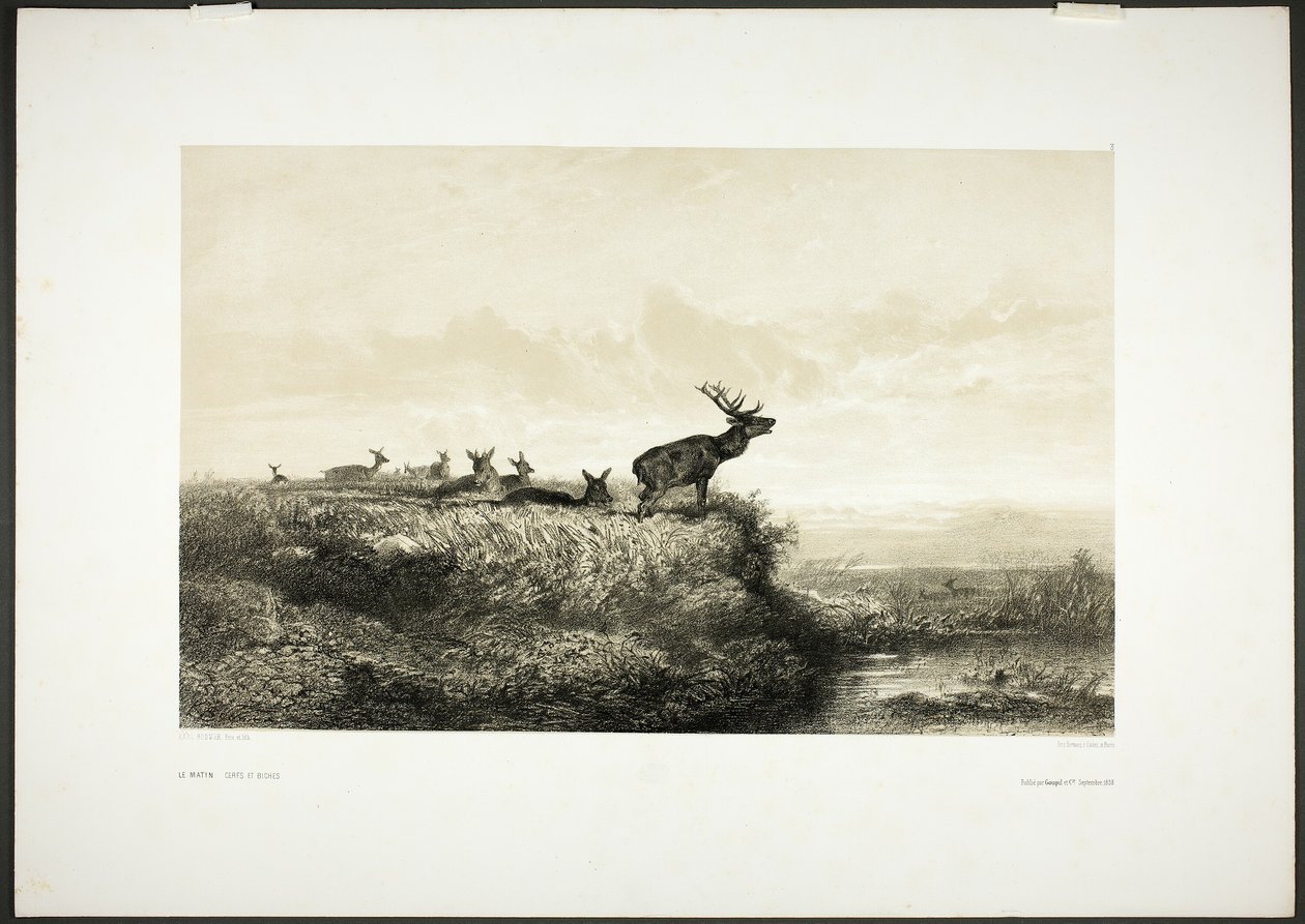 Le matin : Cerfs et biches - Karl Bodmer