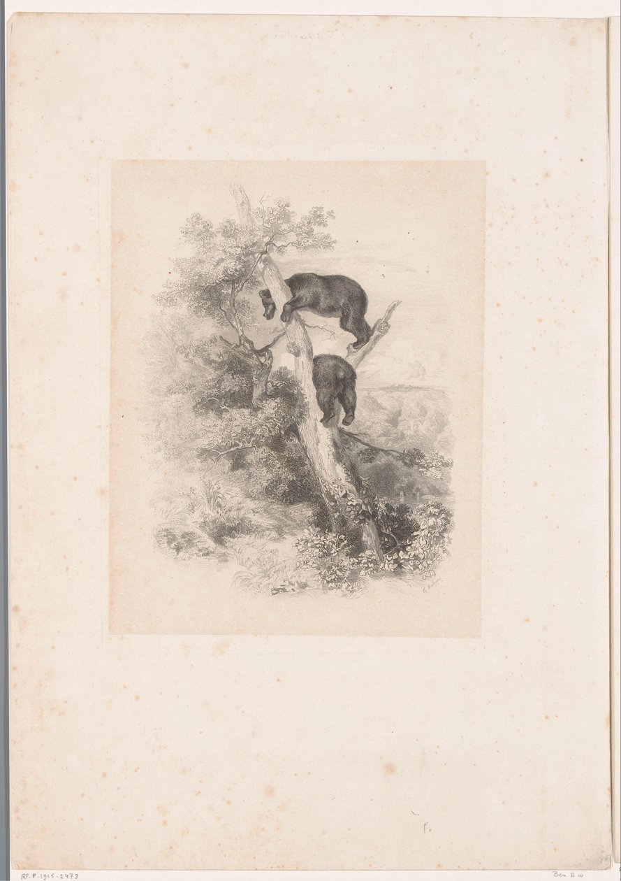 Deux ours dans un arbre (Paysages avec animaux) - Karl Bodmer