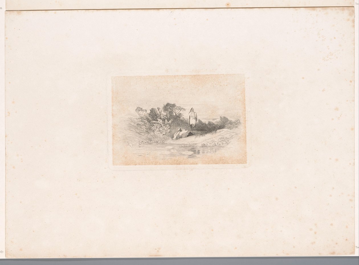 Deux hérons au bord de l
