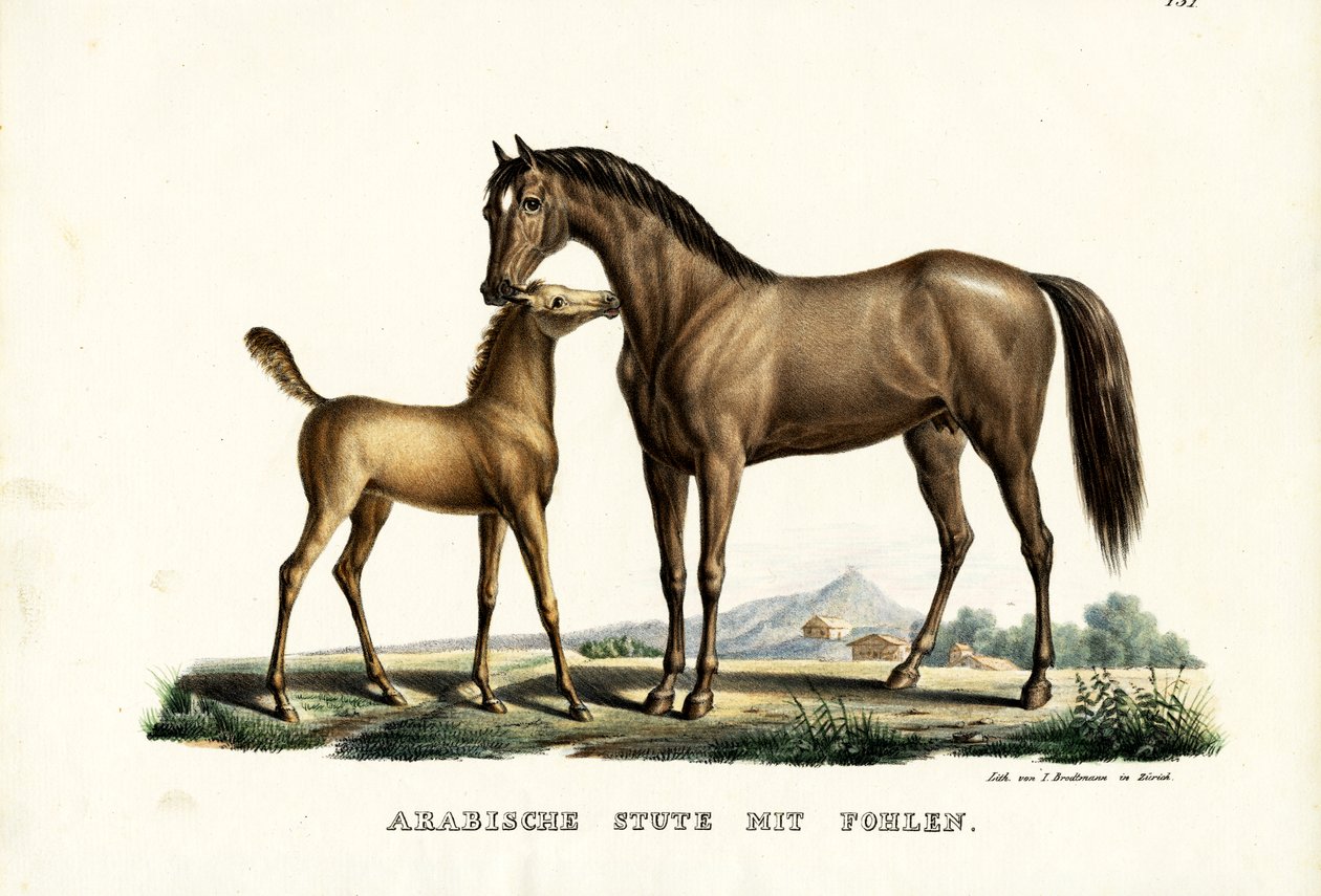 Cheval arabe avec volaille, 1824 - Karl Joseph Brodtmann