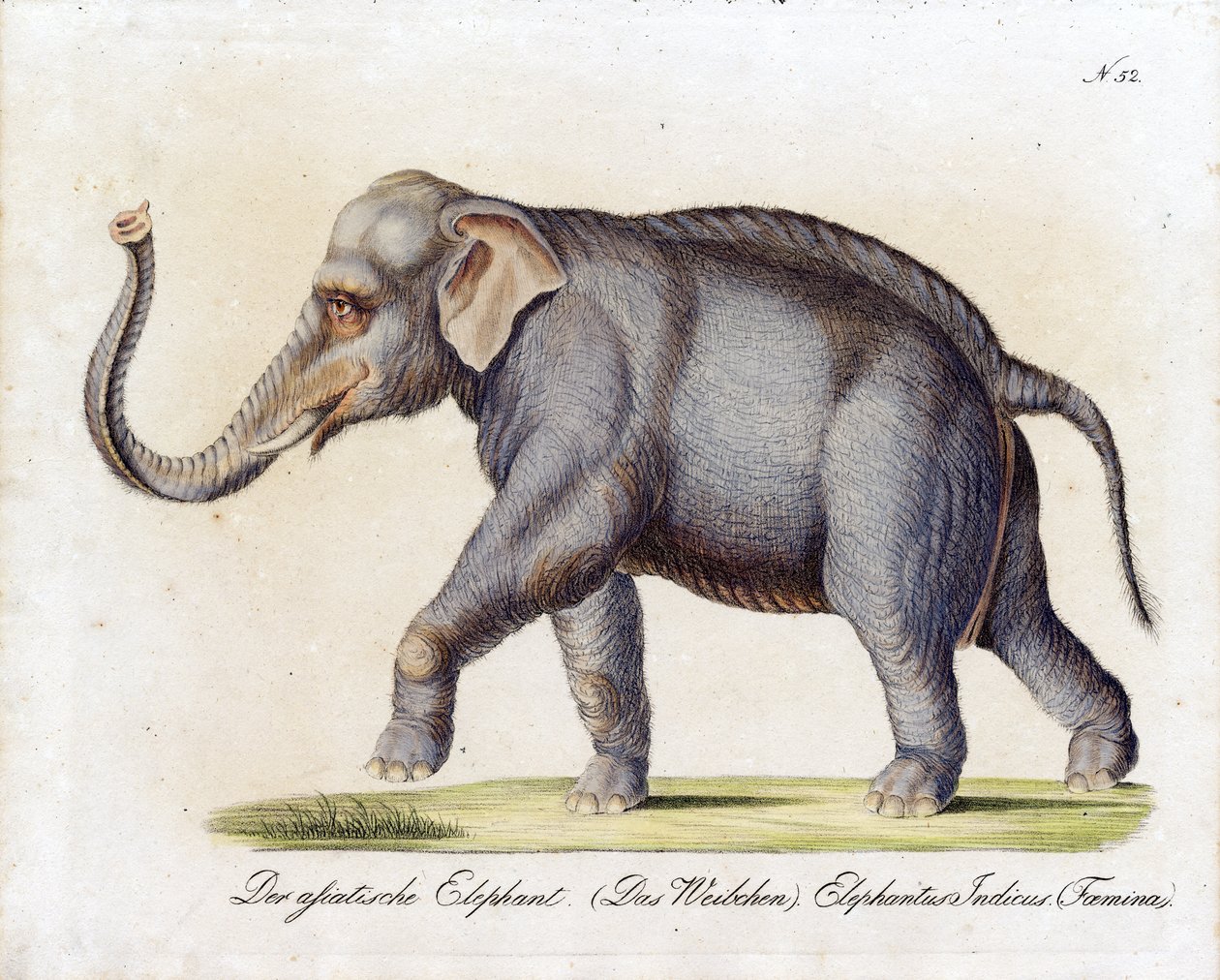 Éléphant d