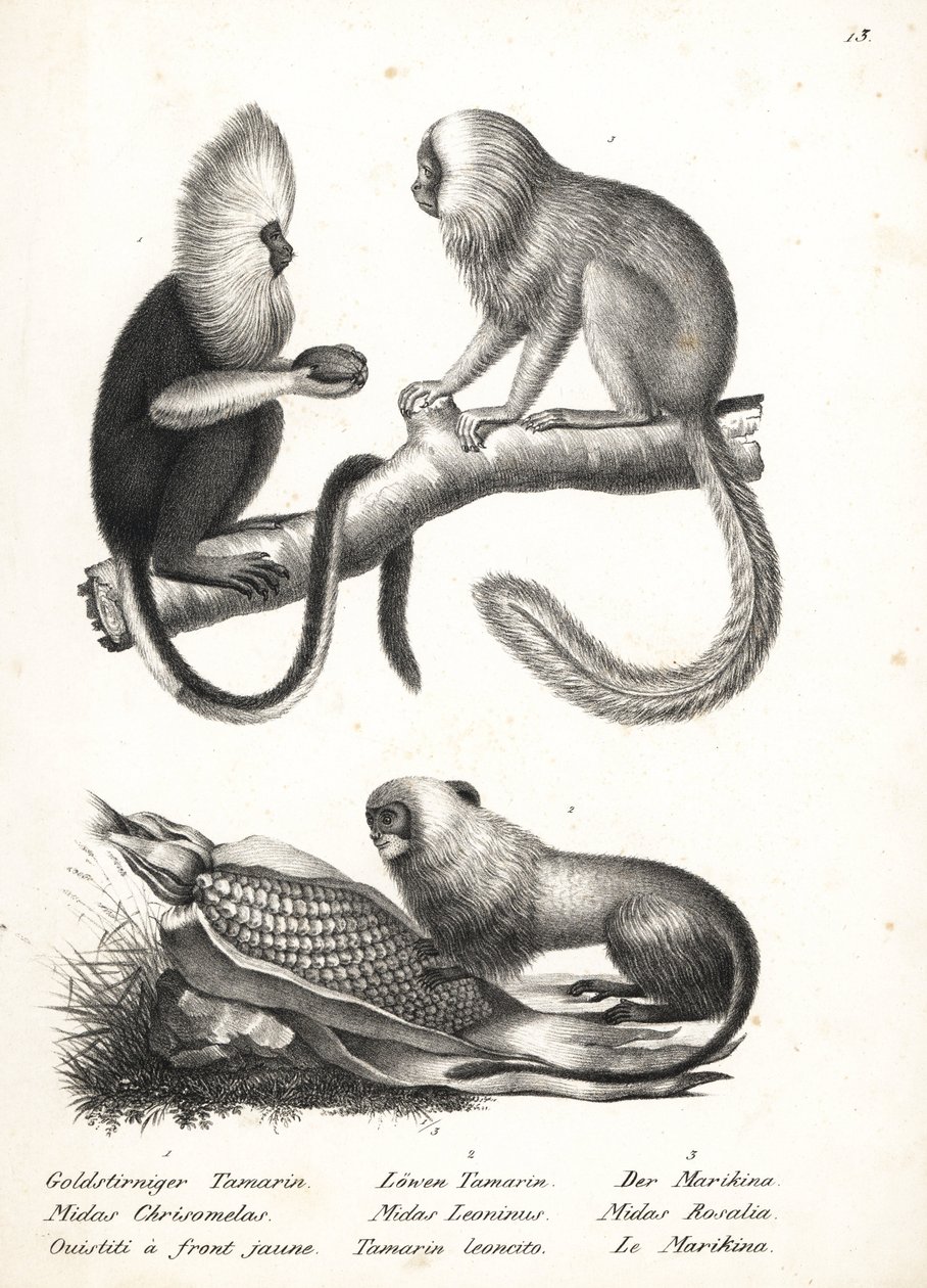 Ouistiti à tête dorée, Callithrix flaviceps (en danger) 1, et tamarin lion doré, Leontopithecus rosalia (en danger) 2,3. Lithographie de Karl Joseph Brodtmann de l