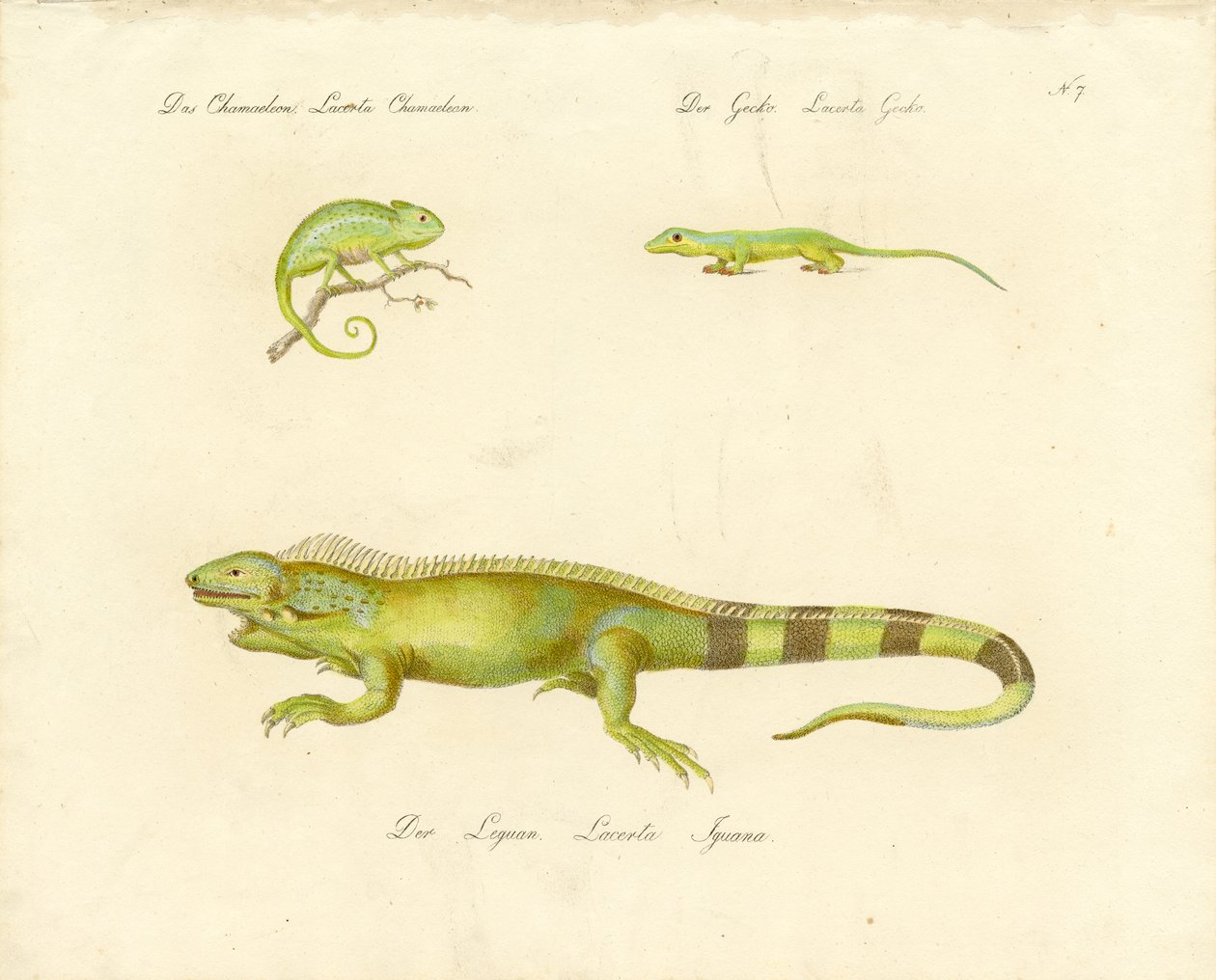 Caméléon, gecko et iguane (imprimé) - Karl Joseph Brodtmann