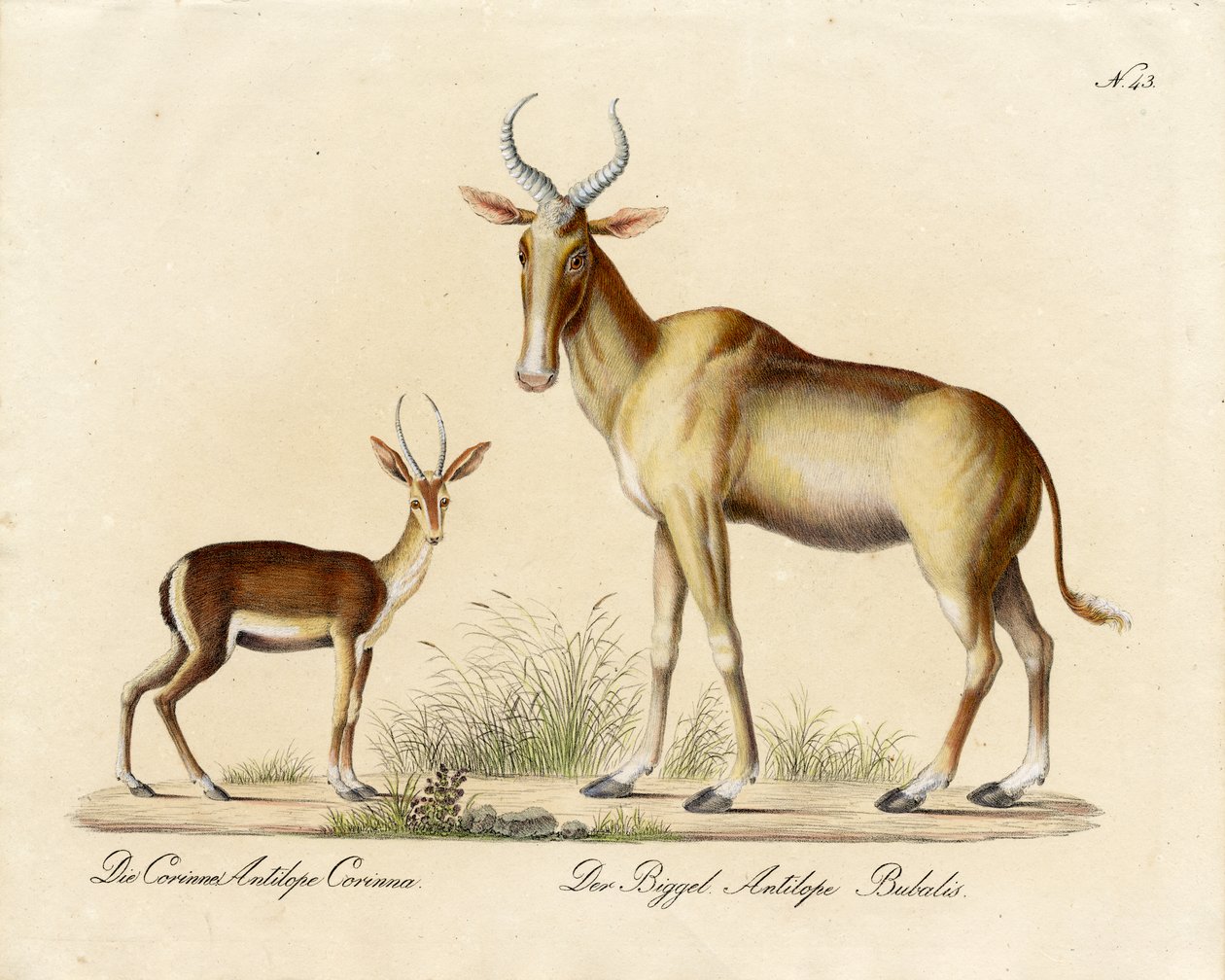 Dorcas Gazelle et Nilgai (impression) - Karl Joseph Brodtmann