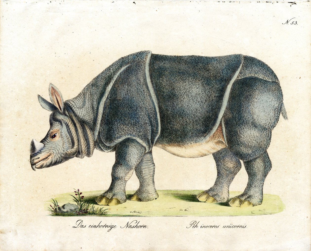 Rhinocéros indien (impression) - Karl Joseph Brodtmann