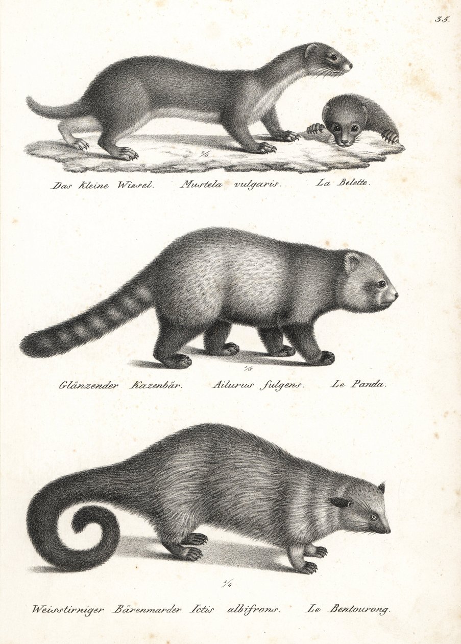 Belette pygmée, Mustela nivalis 1, panda roux, Ailurus fulgens 2, vulnérable, et binturong, Arctictis binturong 3, vulnérable. Lithographie de Karl Joseph Brodtmann de l