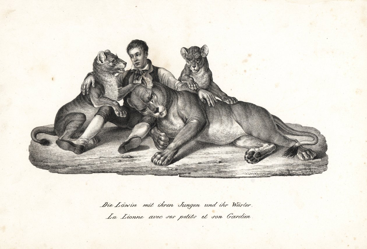 Lionne et lionceaux avec dresseur, Panthera leo. Lithographie de Karl Joseph Brodtmann de l