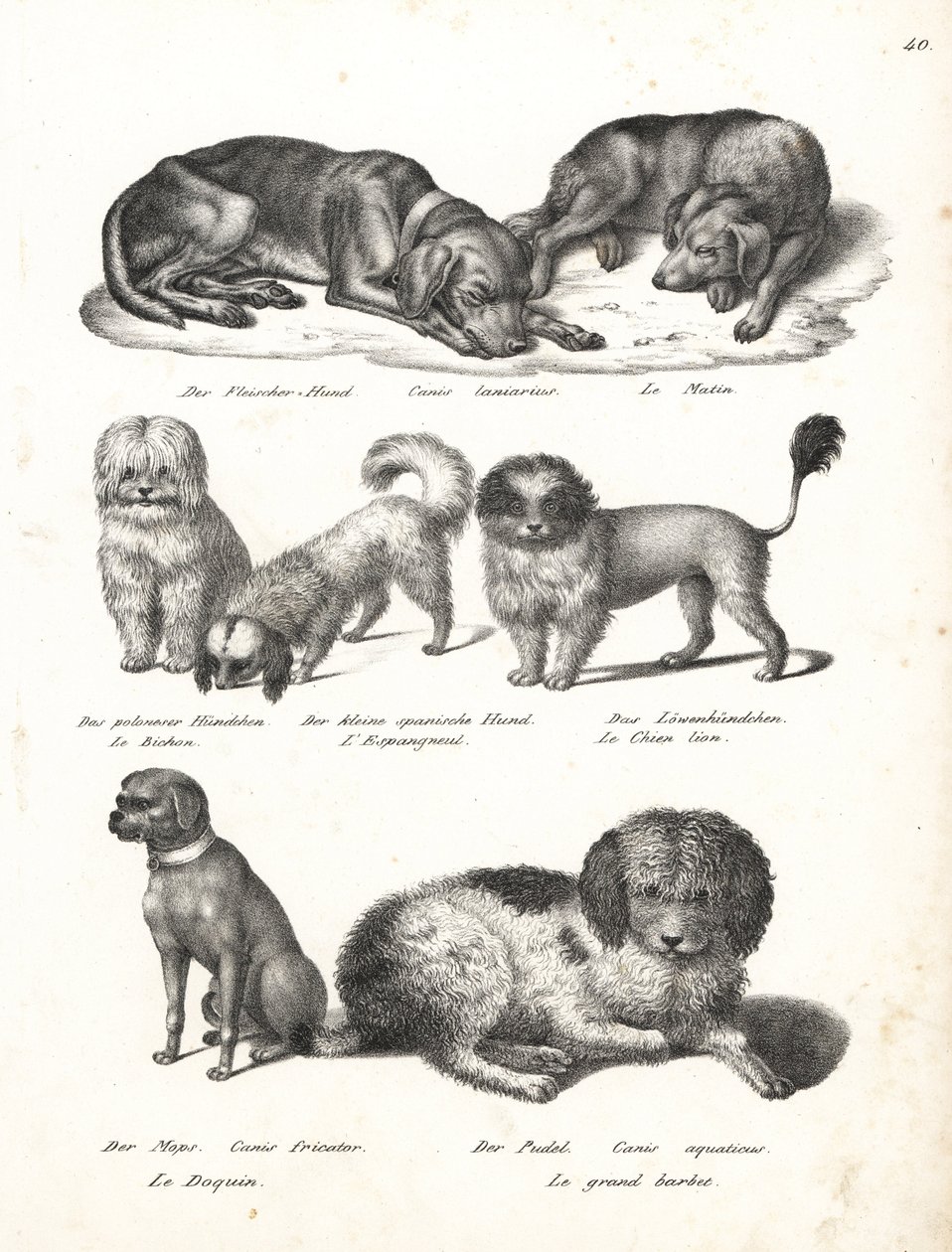 Lévrier ou chien matin, Canis laniarius, Bichon, chien espagnol, Chow Chow, chien Carlin, Canis fricator, et Caniche ou chien de chasse aquatique, Canis aquaticus. Lithographie de Karl Joseph Brodtmann de l