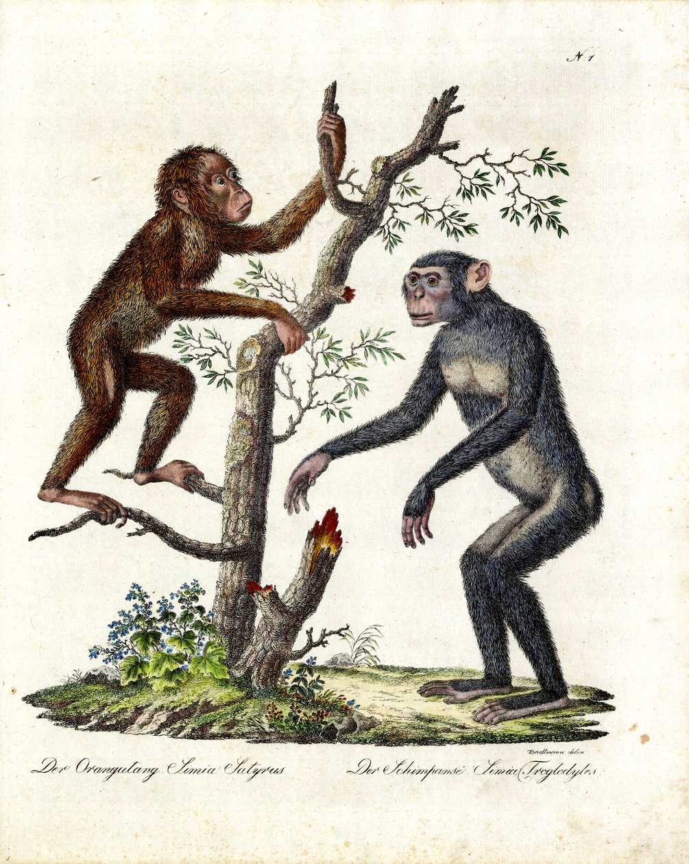 Orang-outan et chimpanzé (imprimé) - Karl Joseph Brodtmann
