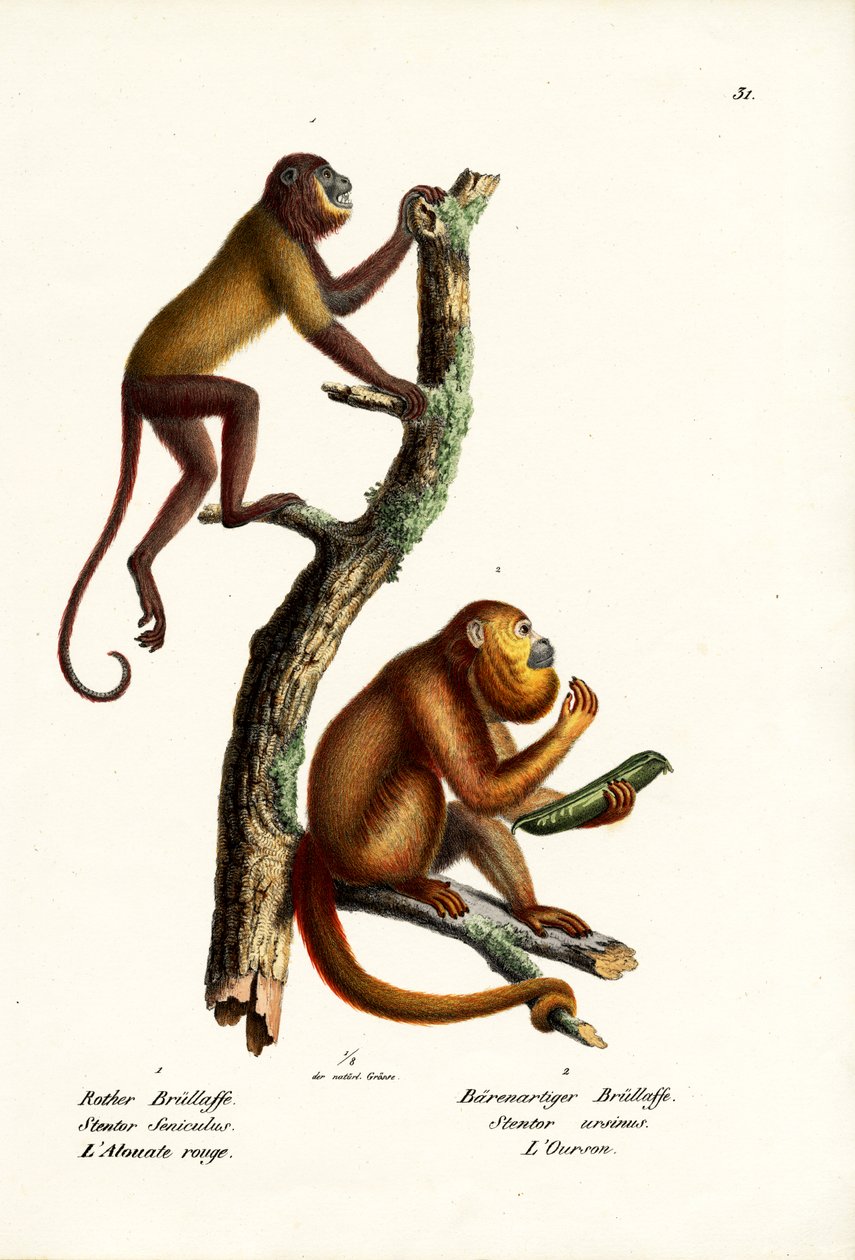 Singes hurleurs rouges, 1824 - Karl Joseph Brodtmann