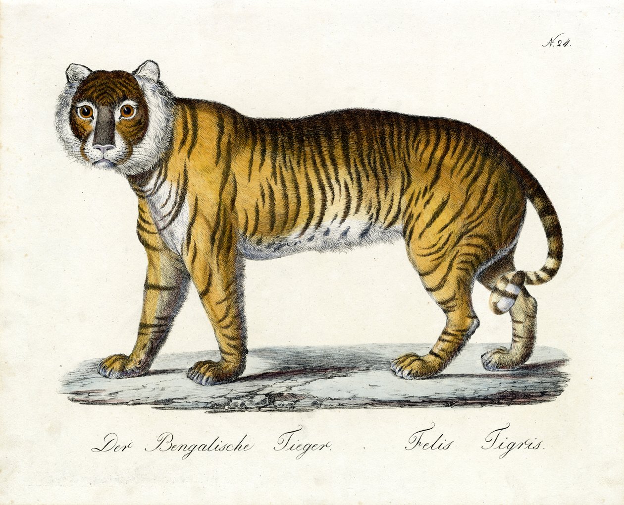 Le tigre du Bengale (imprimé) - Karl Joseph Brodtmann
