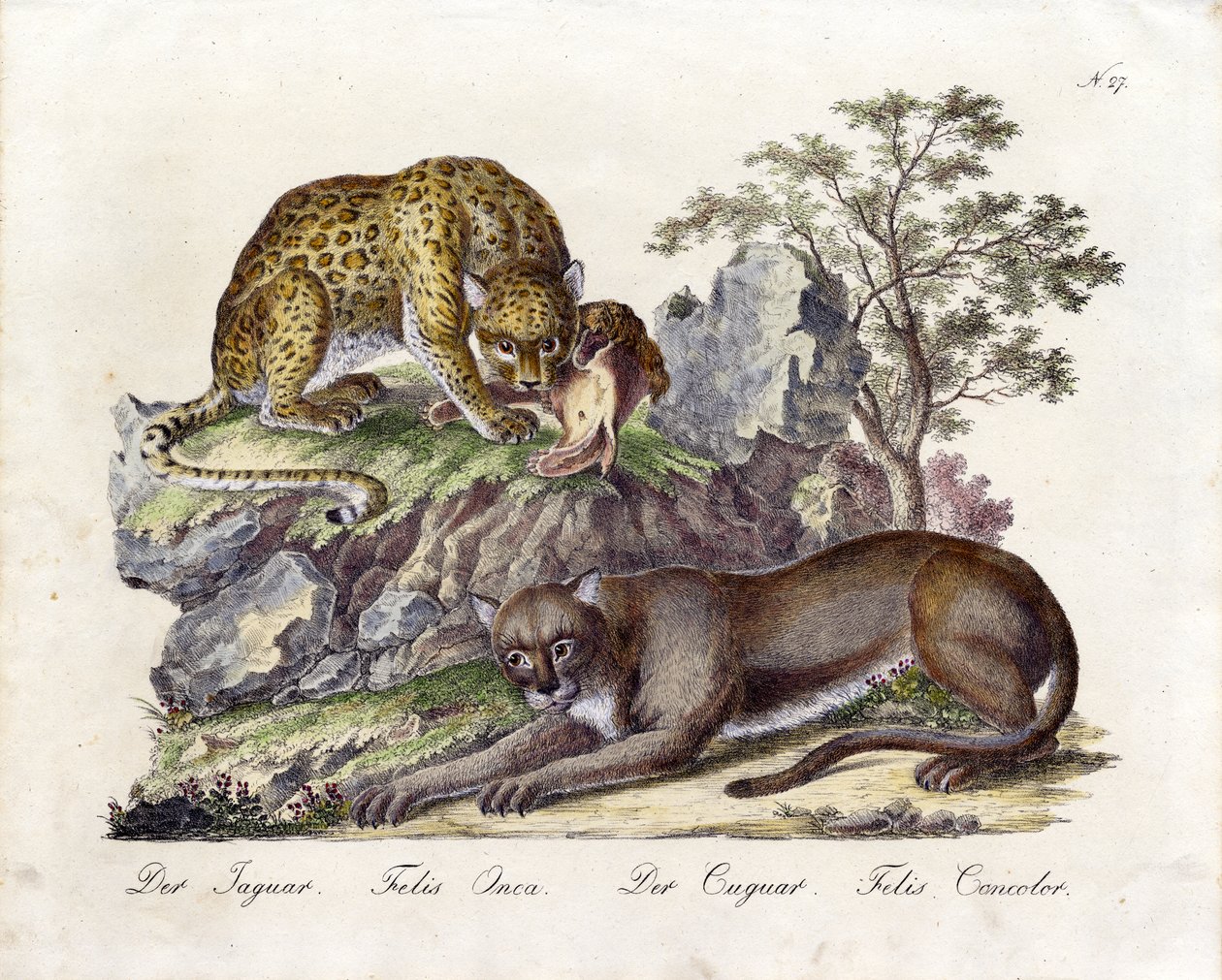 Le Jaguar et le Cougar (imprimé) - Karl Joseph Brodtmann