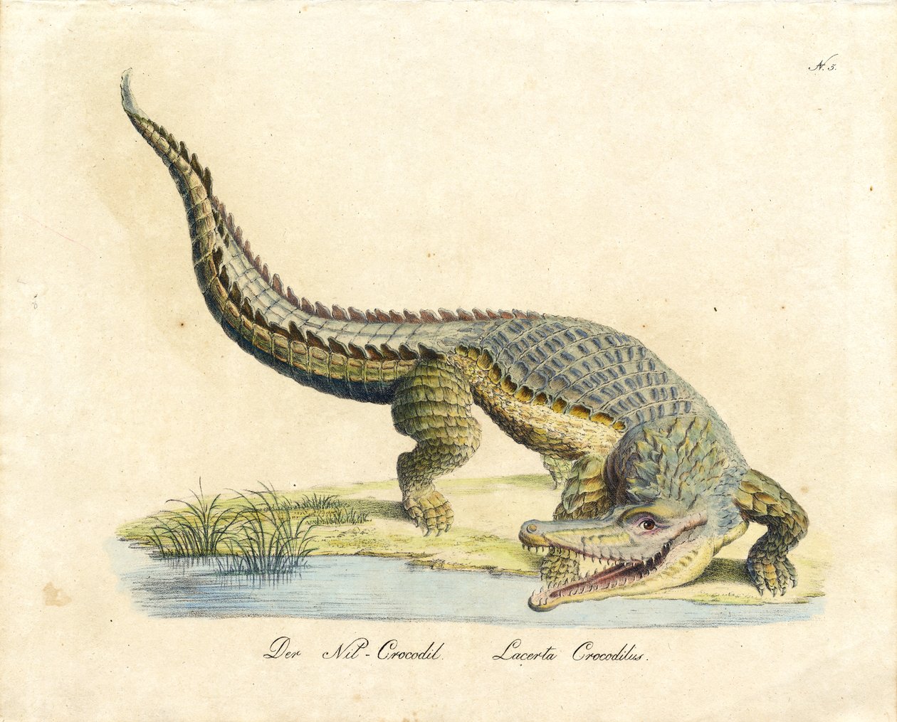 Le crocodile du Nil (impression) - Karl Joseph Brodtmann