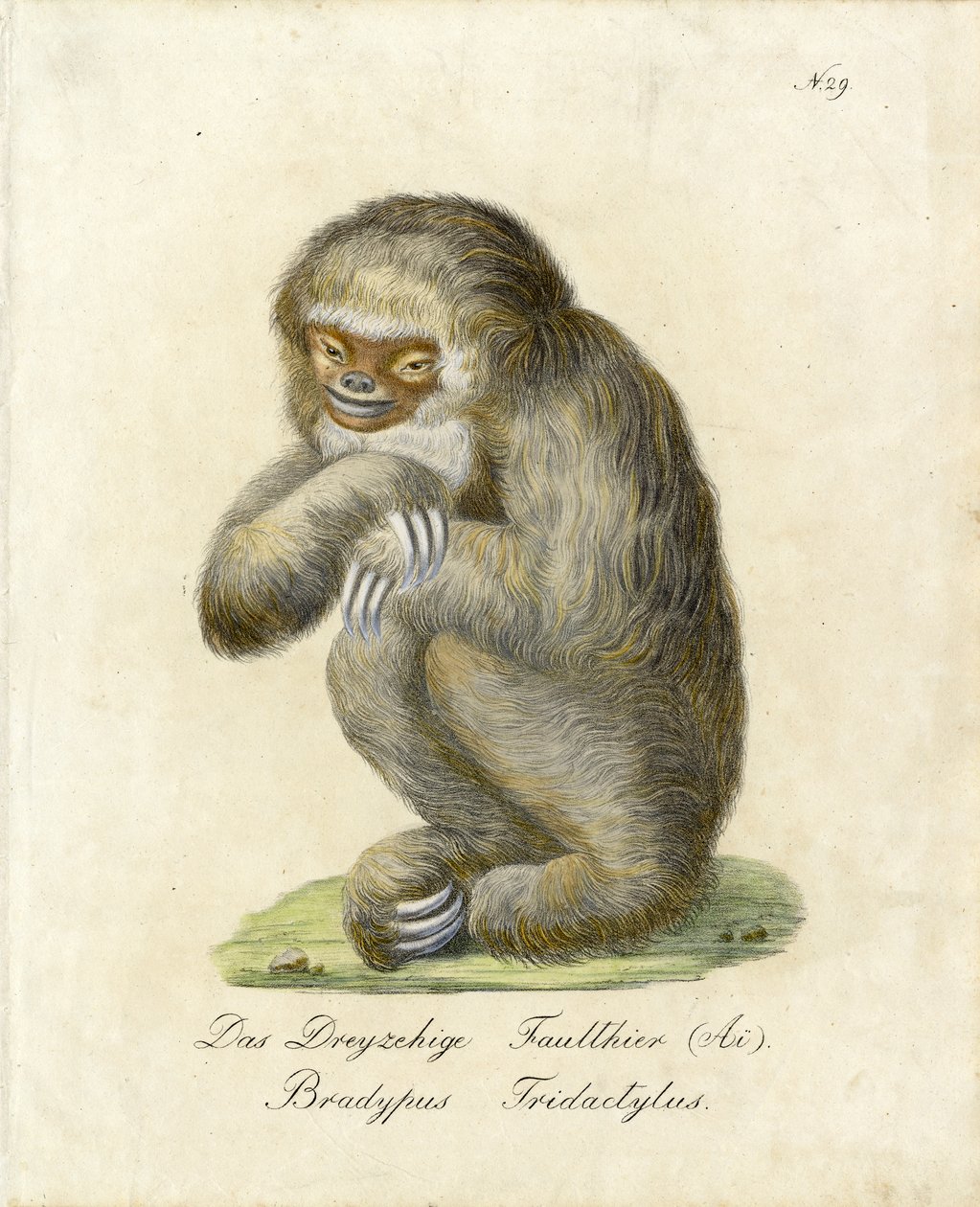 Paresseux à trois doigts (imprimé) - Karl Joseph Brodtmann