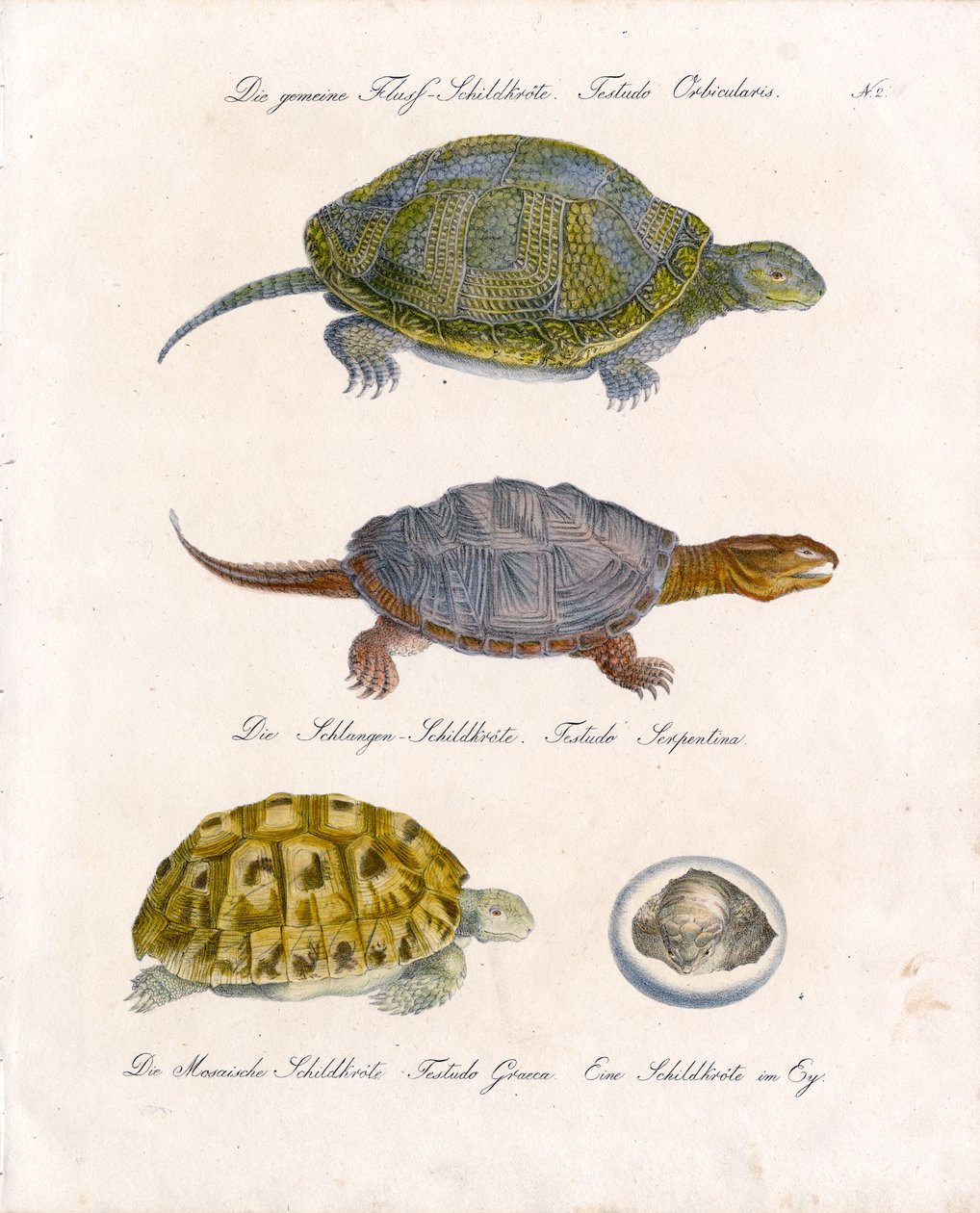 Diverses espèces de tortues (impression) - Karl Joseph Brodtmann