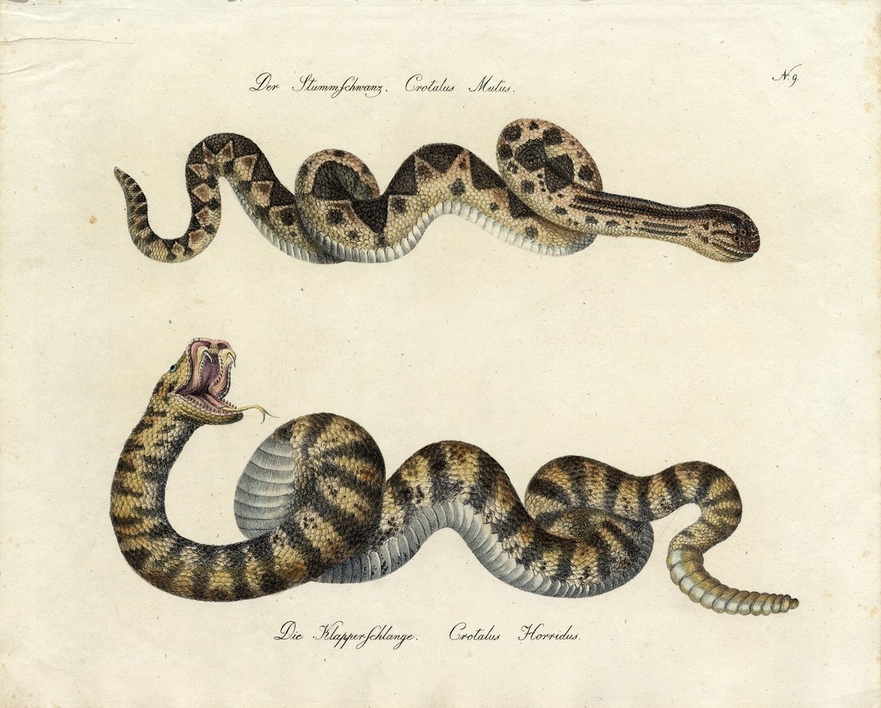 Serpents venimeux (impression) - Karl Joseph Brodtmann