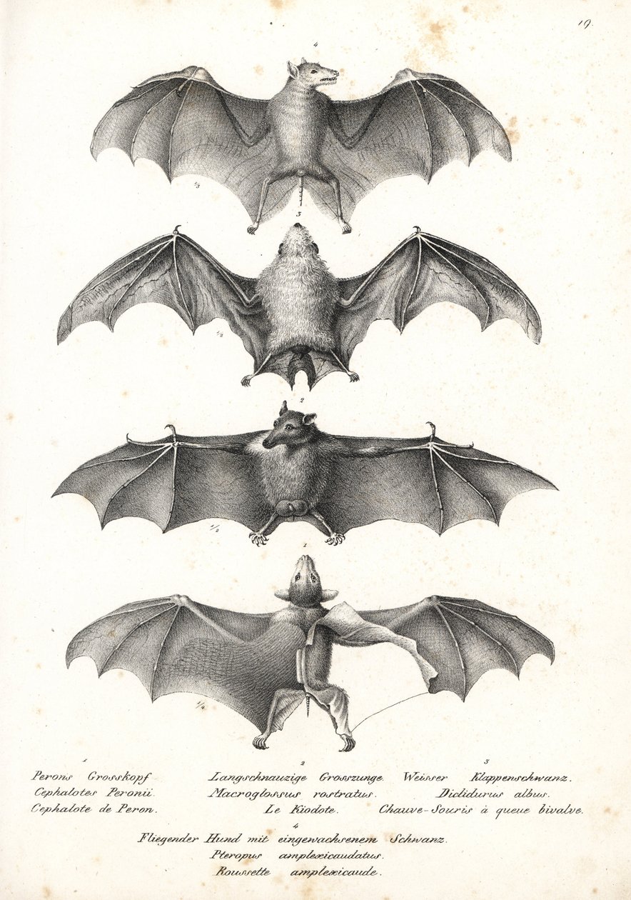 Chauve-souris frugivore à dos nu occidental, Dobsonia peronii 1, chauve-souris nectarivore à longue langue, Macroglossus minimus 2, chauve-souris fantôme du nord, Diclidurus albus 3, et roussette de Geoffroy, Rousettus amplexicaudatus 4. Lithographie de Ka - Karl Joseph Brodtmann