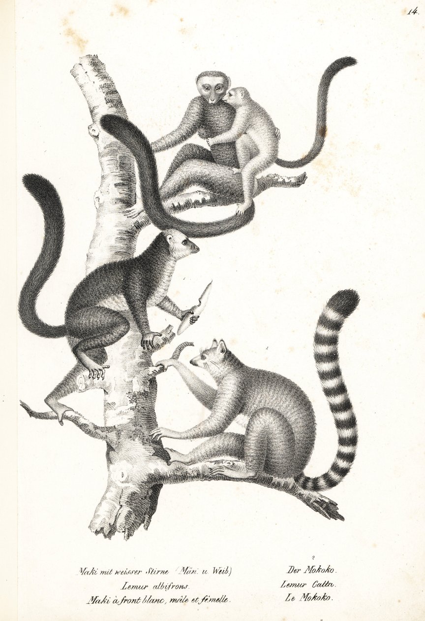 Lémur à tête blanche, Eulemur albifrons, mâle et femelle, en danger 1, et lémur catta, Lemur catta, en danger 2. Lithographie de Karl Joseph Brodtmann de l