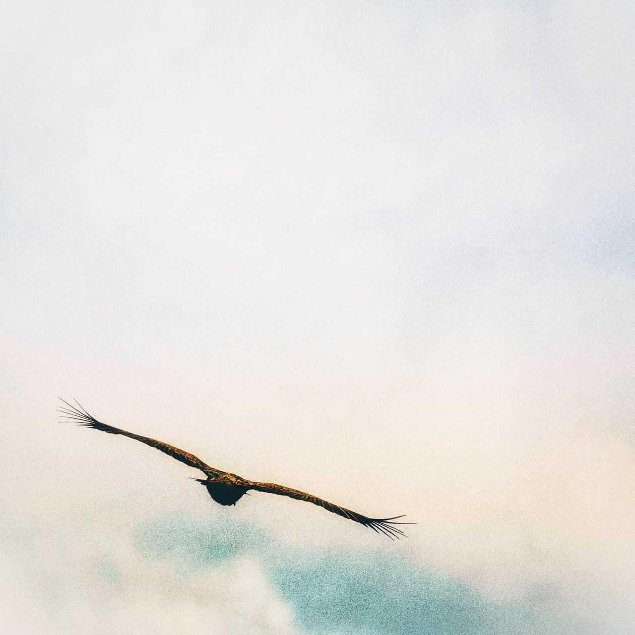 Dans les nuages - Katha Wood