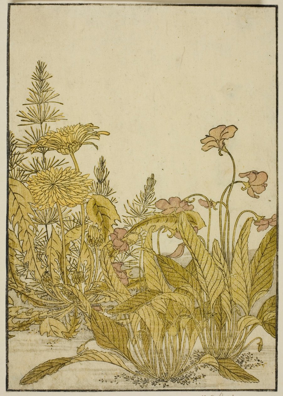 Fleurs de printemps : Violettes et pissenlits, du livre "Miroir des belles femmes des quartiers de plaisir (Seiro bijin awase sugata kagami)," vol. 1 - Katsukawa Shunsho