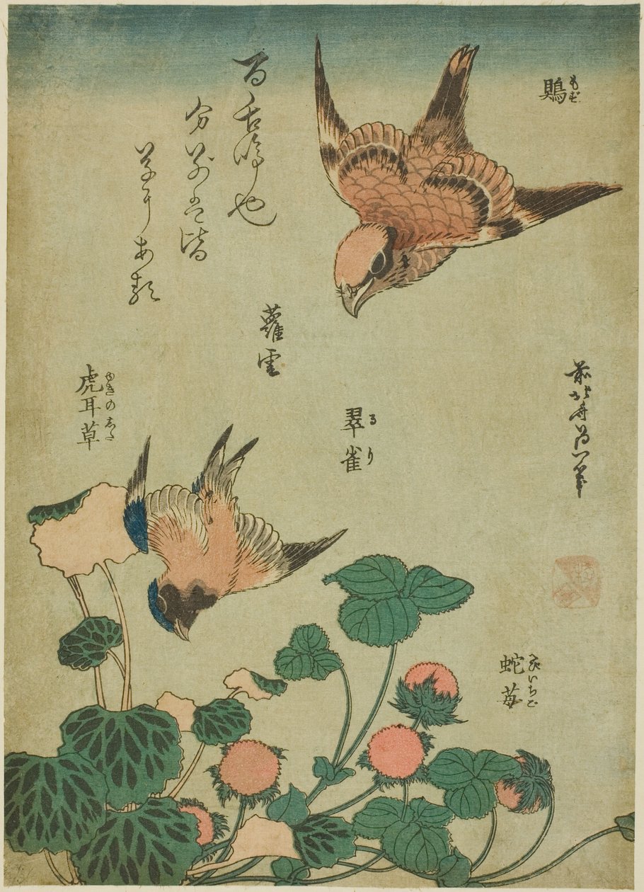 Pie-grièche à tête rousse et merlebleu avec saxifrage et fraise des bois (Mozu, ruri, yukinoshita, hebi-ichigo), d