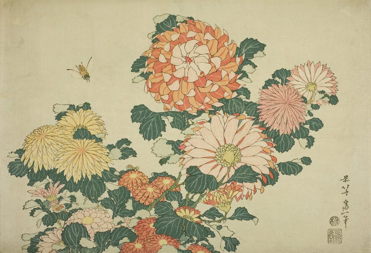 Chrysanthèmes et abeille, d