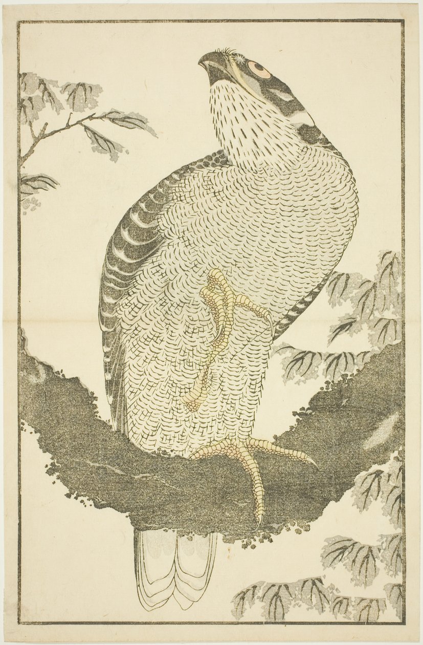 Faucon, du Livre d