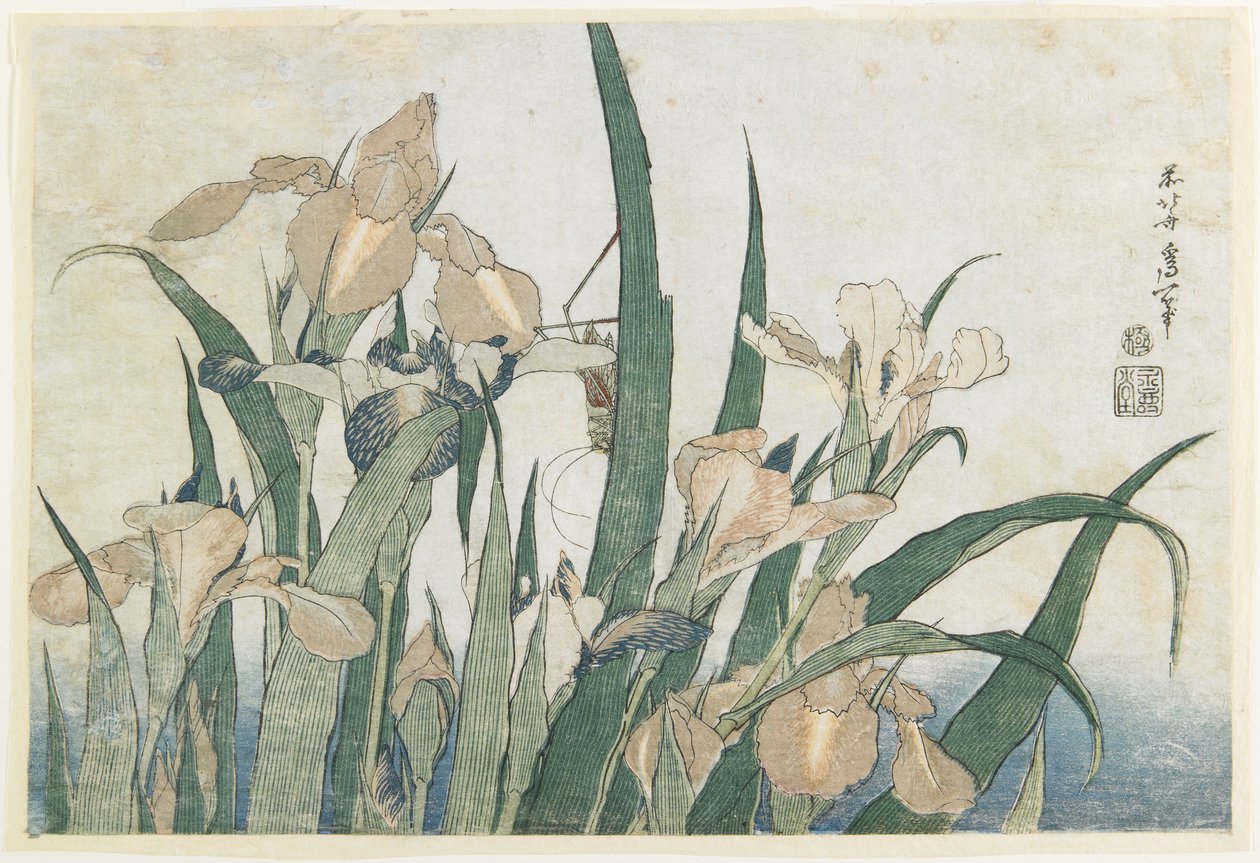 Fleurs d