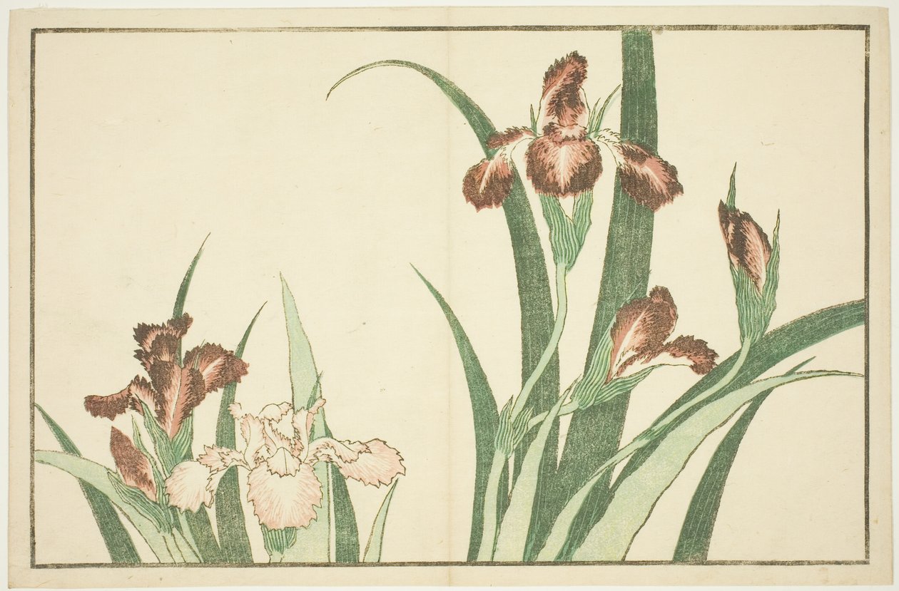 Iris, du Livre d