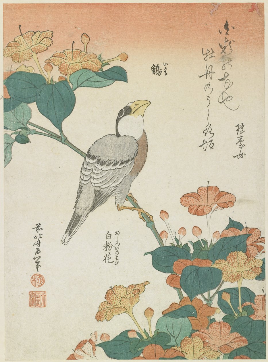 Gros-bec japonais et Belle-de-nuit, c. 1833 - Katsushika Hokusai