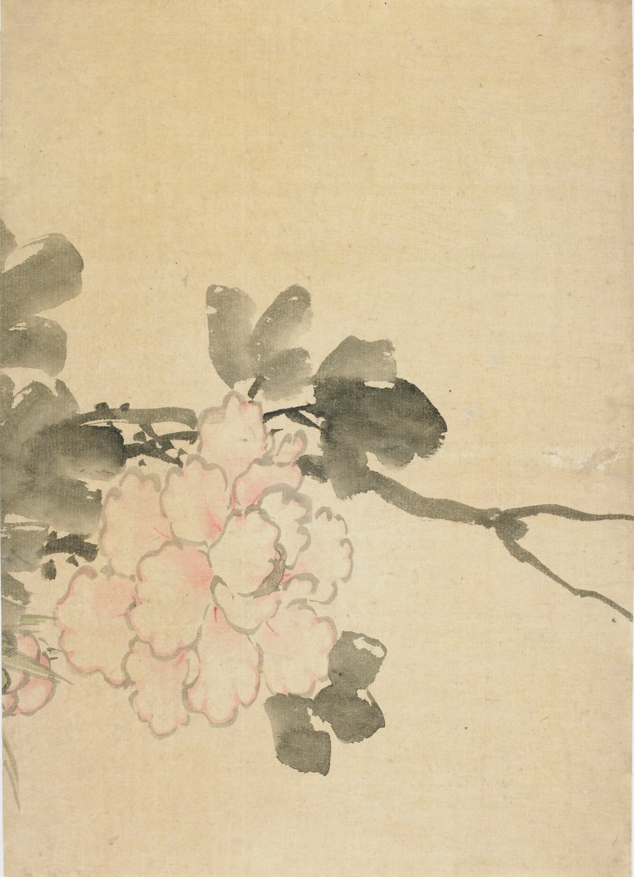 Pivoine, fin du XVIIIe-début du XIXe siècle - Katsushika Hokusai