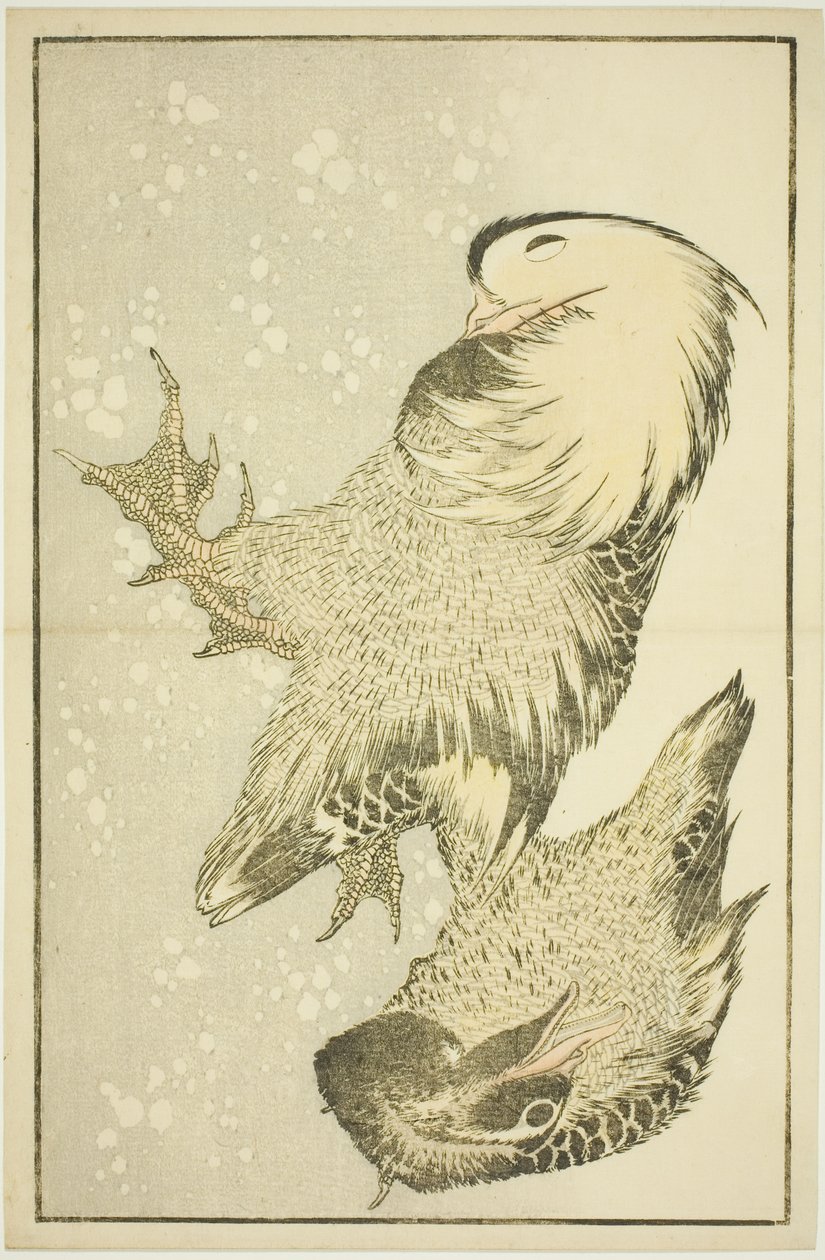 Deux oiseaux aquatiques, du Livre d