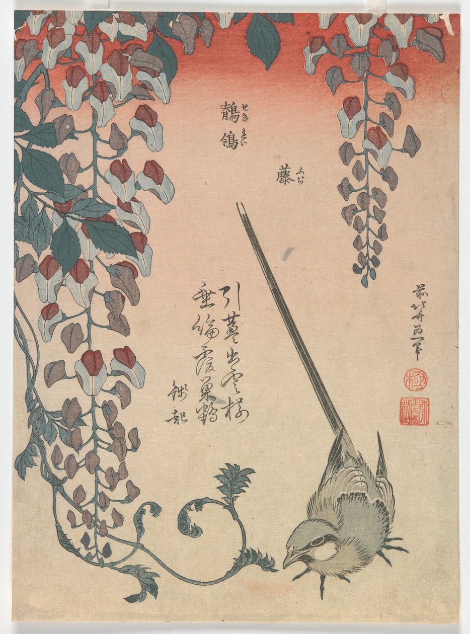 Bergeronnette et glycine, période Edo, 1834 - Katsushika Hokusai