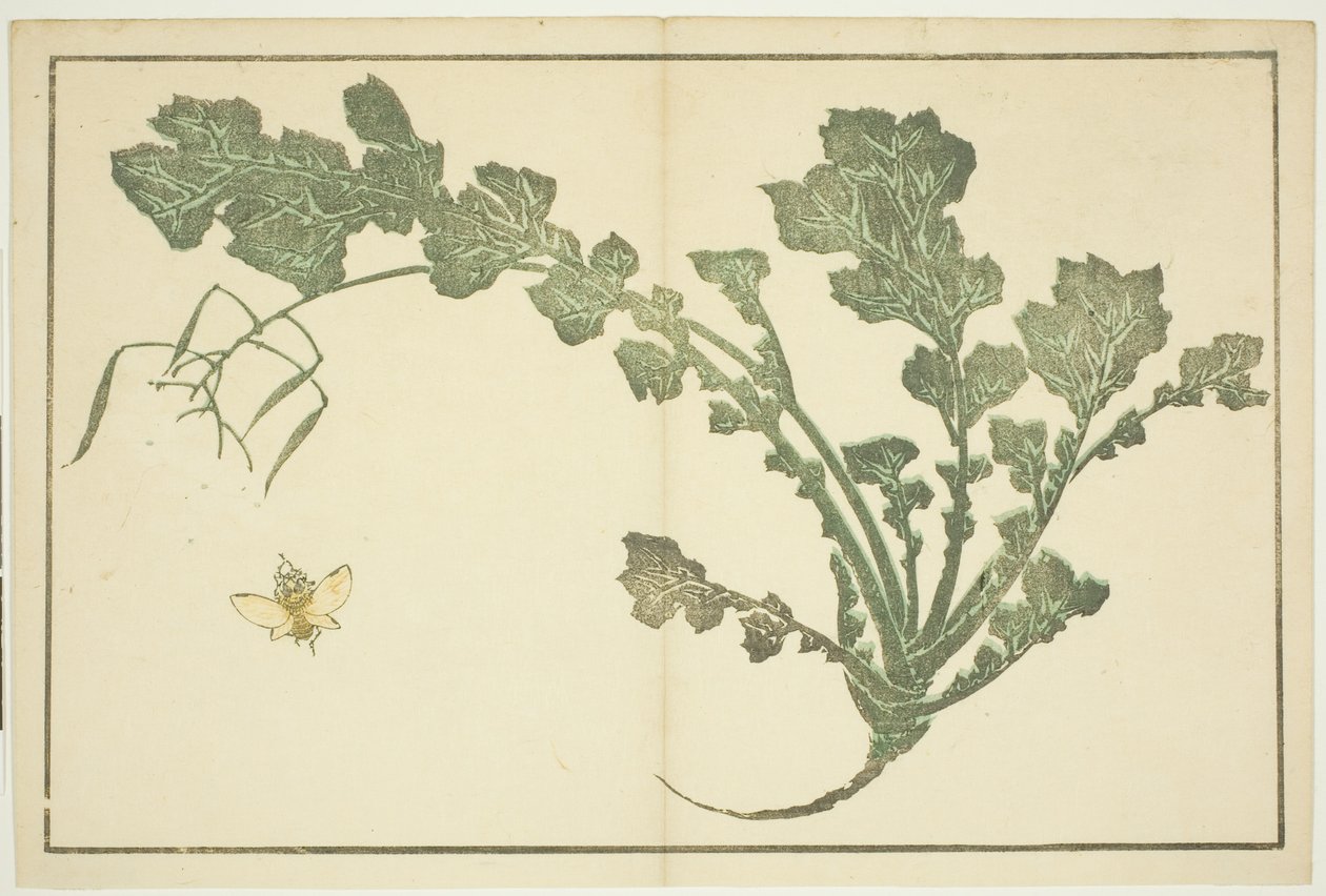 Guêpe et tige de navet, du "Livre d