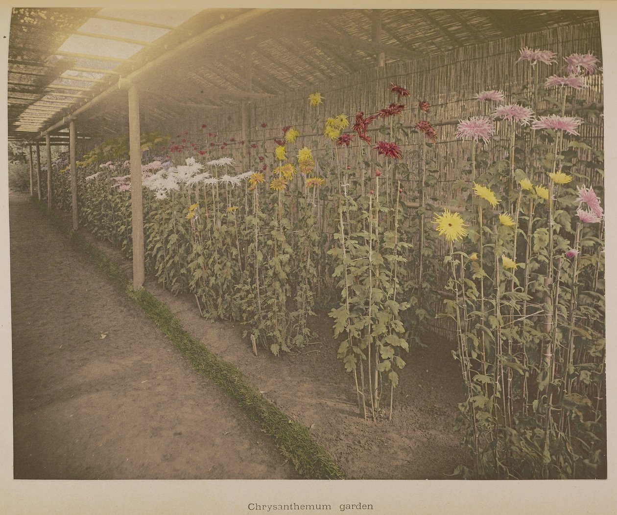 Jardin de chrysanthèmes - Kazumasa Ogawa