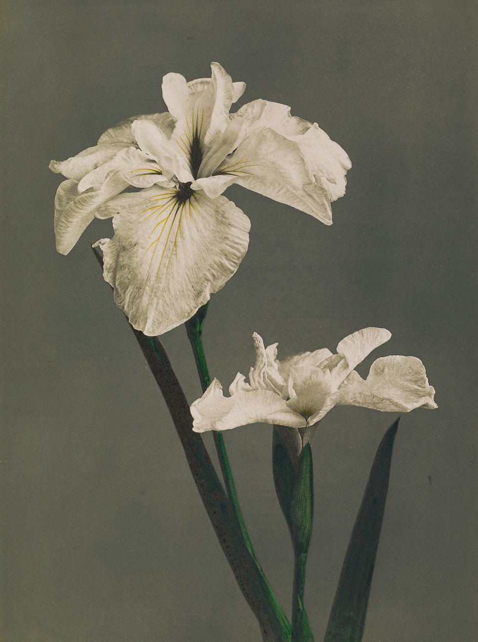 Iris Kaempferi, 1896 - Kazumasa Ogawa