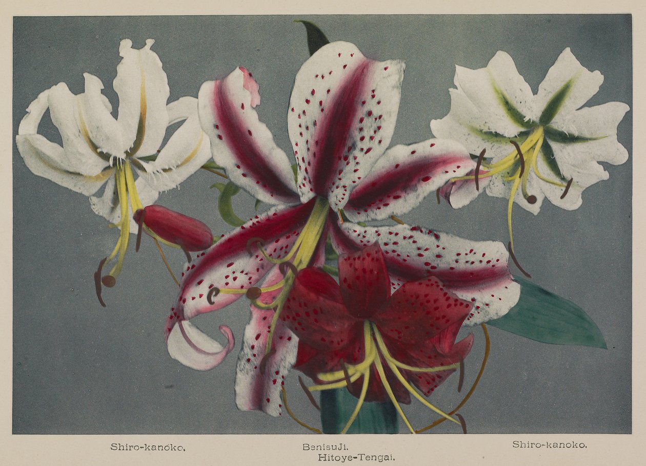 Lily - Kazumasa Ogawa