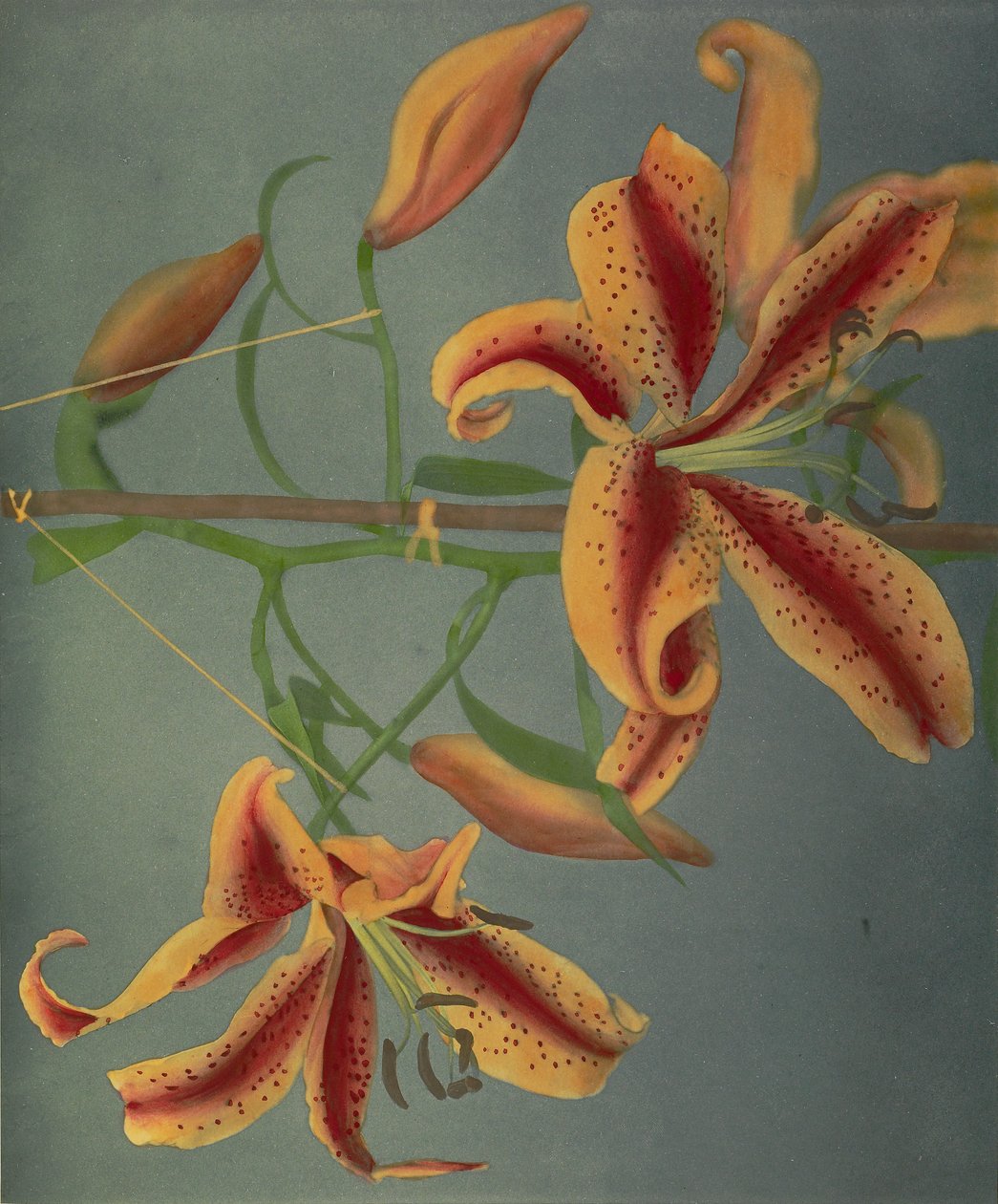 Lys, 1896 - Kazumasa Ogawa
