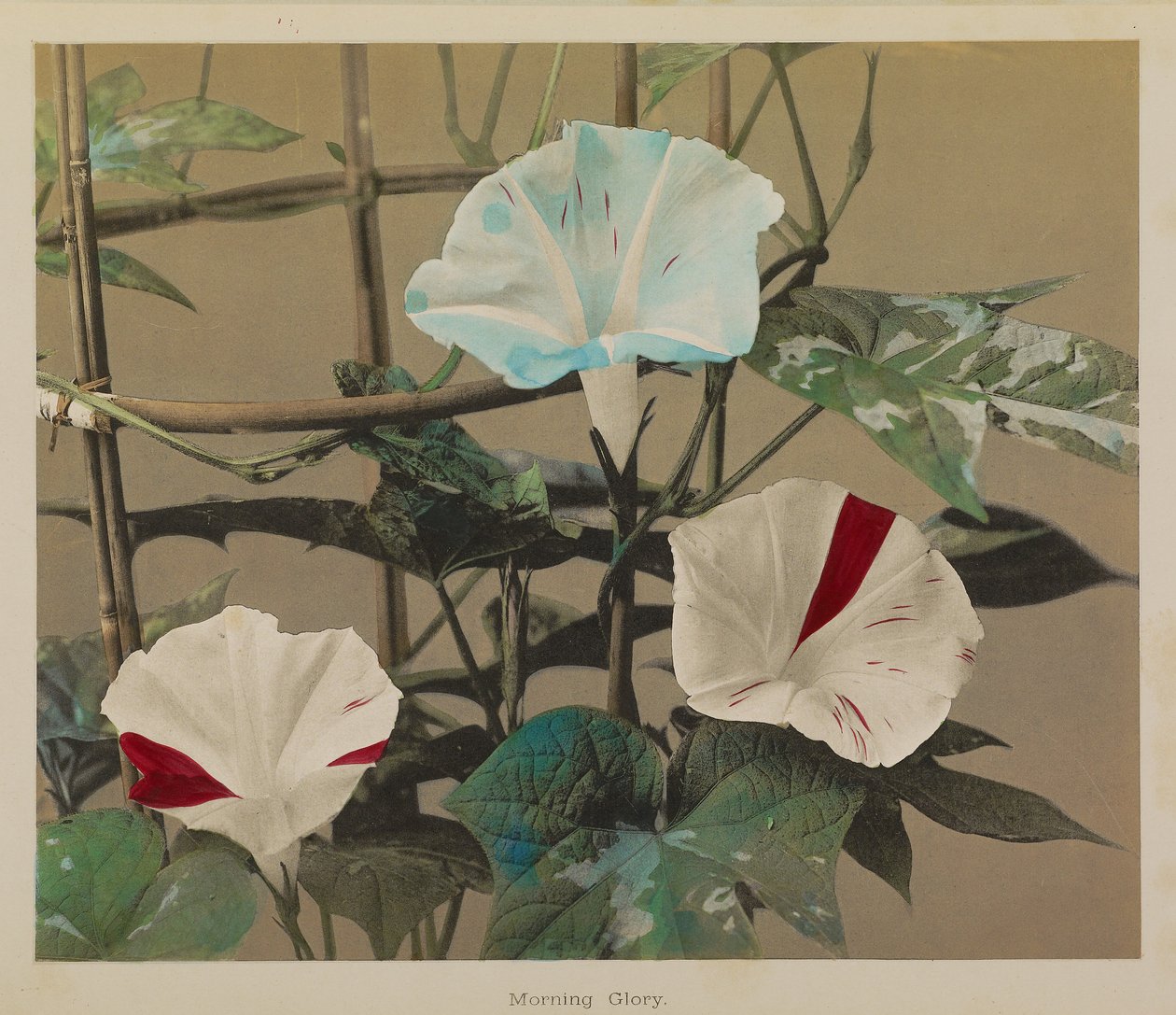 Gloire du matin - Kazumasa Ogawa