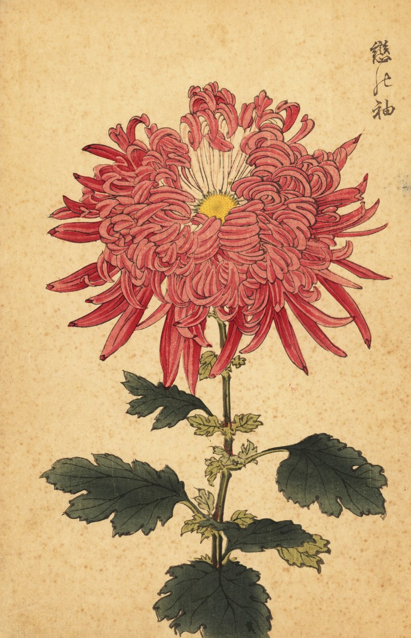 Chrysanthème hybride rose plume, 1893 (gravure) - Keika Hasegawa