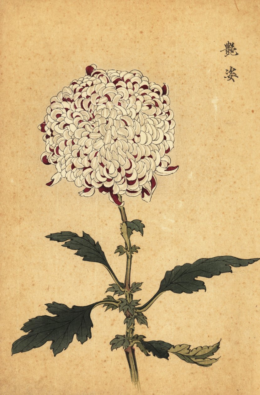 Chrysanthème hybride blanc et violet pompon, 1893 (gravure) - Keika Hasegawa